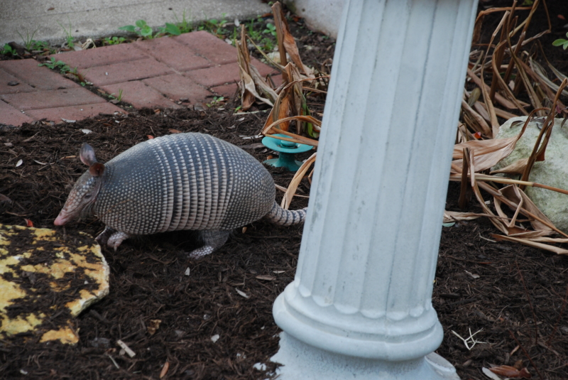2008/12(Dec)/08(Armadillo-our-yard)/800x600_2008-12-27 08-43-00DSC_0018.JPG